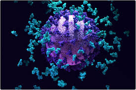 However, there have been nagging questions about whether such. Researchers Characterize A Large Set Of Therapeutic Antibodies Against Sars Cov 2 Variants