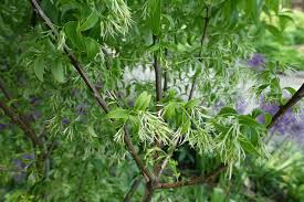 Image result for Habenaria huillensis