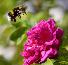 Check spelling or type a new query. How Do You Attract Bumble Bees Plants That Attract Bumble Bees