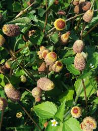 Image result for Dewildemania stenophylla