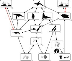 Our oceans are becoming warmer and more acidic. The Policy Relevance Of Southern Ocean Food Web Structure Implications Of Food Web Change For Fisheries Conservation And Carbon Sequestration Sciencedirect