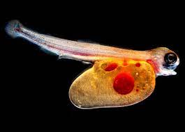 Trout Alevin Alevin Is The Second Of Four Stages In The Life Cycle Of A Trout When Eggs Hatch And The Tiny Fish Begin To E Trout Microscopic Images Tiny Fish