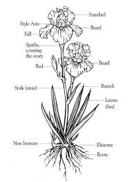 Summer blooming, easy to grow, wet tolerant, purple flowers. Grow Bearded Iris Bearded Iris Care
