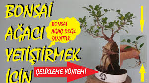 Bir bonsai'nin yaşamını sağlıklı bir şekilde sürdürebilmesi için, oldukça az miktarda. Bonsai Agaci Nasil Yetistirilir Ficusretusa Youtube