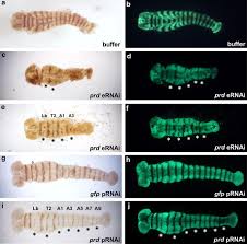We understand how nauseating and dangerous it is to remove a dead animal and we want to take the stress off of your. Dermestes Maculatus An Intermediate Germ Beetle Model System For Evo Devo Evodevo Full Text
