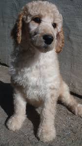 Our kids named this cutie flurry. Two Standard Poodle Puppies Likes To Play Houston Tx For Sale Houston Pets Dogs