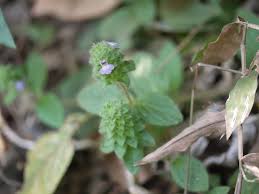 Image result for Nelsonia