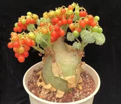 Image result for Cyphostemma mildbraedii