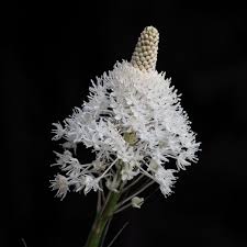 Image result for Xerophyta suaveolens