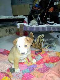 Panda A Beautiful Indie-mix Puppy Needs A Home - Delhincr To Adopt Please Call 9711979931 Email Alishabrownegirlgmai Dog Adoption Homeless Dogs Dog Cat