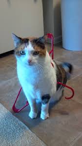Over time, as your cat starts to shed the extra pounds or grams, you can then transition onto a 'light' or 'weight control' food. Tried To Put My Cat On A Diet She Was Not Having It Imgur