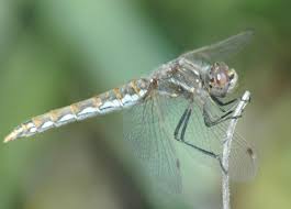 Image result for Macrotyloma ellipticum