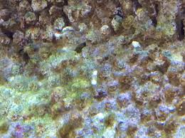 Check spelling or type a new query. White Spots Reef2reef Saltwater And Reef Aquarium Forum