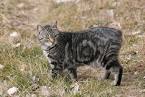 The 5 Very Best Cat Breeds For The Homestead - Off The ...