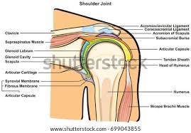 Posterior shoulder muscle diagram home wiring diagrams. Shutterstock Puzzlepix