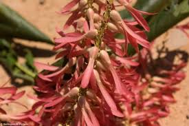 Image result for Triplaris americana