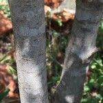 Image result for Afrocanthium mundianum