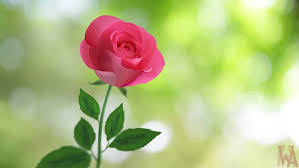 Rose live wallpaper contains ten magnificent pictures of roses which will leave you breathless. Wallpaper At Concord 1080p Pink Roses Wallpaper Hd