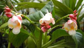 Image result for Impatiens oreocallis
