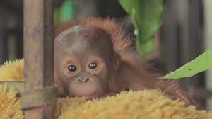 Baby Monkey And Gif Image Orangutan Baby Orangutan Baby Animals