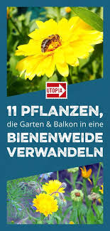 Bienenweide 11 Pflanzen Die Deinen Garten Oder Balkon In Ein Bienenparadies Verwandeln Bienenfreundliche Pflanzen Pflanzen Bienen