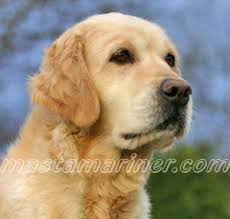 We did not find results for: Golden Retriever Breeder Uk Golden Retriever Puppies For Sale Golden Retrievers Golden Retievers For Sale Dog Breed And Golden Retriever Puppy Information Golden Retriever Pictures Golden Retriever Images Golden Retriever Rescue And