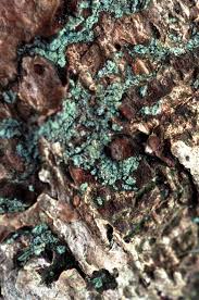 How To Preserve Lichen And Moss On A Tree Branch Ehow Com Tree Bark Crafts Lichen Moss Dried Floral