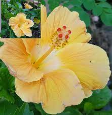 37 of the best hibiscus varieties Yellow Hibiscus Flower Flower Garden Design Flowers Name List Yellow Hibiscus
