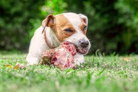 Your Dog Ate A Rib Bone What You Should Do Next