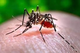 Alpha aircraft services of america inc., abc pest control, wolfman chimney & wildlife, chrysalis pest management, subserve usa, romney pest control of new 827 n interstate 35 frontage rd, new braunfels, tx 78130. Pest Control Services In New Braunfels Chrysalis Pest Management