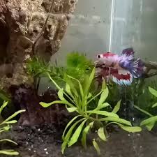 Beautiful Live Male Fancy Plakat Betta Fish Type Video Betta Fish Types Betta Fish Betta