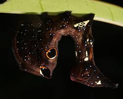 Image result for Macrotyloma daltonii