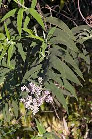 Image result for Buddleja salviifolia