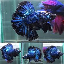 Blue Peacock Hm Male Betta Betta Fish Halfmoon Betta