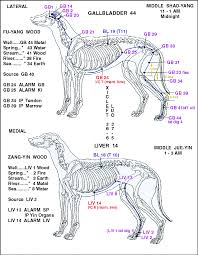 Pin By Marie Cardenas On Dogs Acupuncture Acupressure