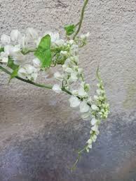 Maybe you would like to learn more about one of these? Cute White Bulbs Tiny Flowers Wall Cement Wall Gray Flower Flowering Plant Plant Beauty In Nature Pxfuel