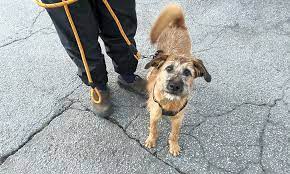 You can browse all the dogs and puppies currently available for adoption below. These Atlanta Based Puppies Are Up For Adoption And In Need Of A Good