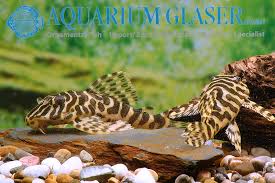 Während ancistrus sich meist wie die karnickel vermehren beissen sich an l134 einige die zähne aus. Peckoltia Aquarium Glaser Gmbh