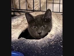 Rescuenyc was founded to increase the number of lives saved through animal rescue in nyc. Harlem Pets Who Need A Home Meet Benjamin Bazell Kitty More Harlem Ny Patch
