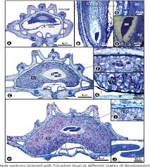 Figure 2 From Physiological Quality Anatomy And Histochemistry During The Development Of Carrot Seeds Daucus Carota L Semantic Scholar