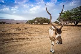 Besondere unterkünfte zum kleinen preis. Addax Antelopes Animals Of The Sahara Desert Worldatlas
