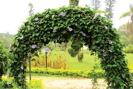 Transplant seedlings or use stem cuttings. Tree Facts The Bengal Clock Vine Star Of Mysore