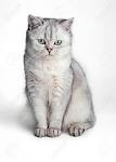 British Shorthair Cat Breed - Complete Description ...