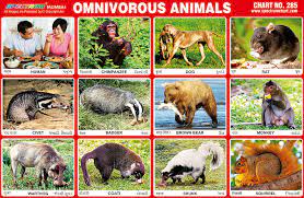 An animal with such a diet is said to be omnivorous. an omnivore that you're probably pretty familiar with are humans—most humans. Spectrum Educational Charts Chart 285 Omnivorous Animals