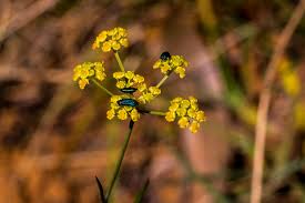 Image result for Afrosciadium