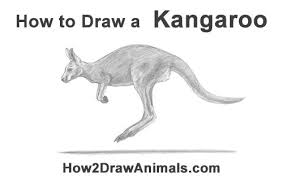 Draw A Kangaroo Jumping Drawing Graphitepencil Animalart Kangaroo Kangaroo Jumps Kangaroo Animals