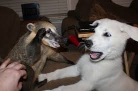 Image result for hi meme