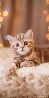 Pin By Lina Marcela On Food And Wallpaper Kittens Cutest Cute Cats Beautiful Cats