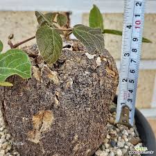 Image result for Adenia gummifera