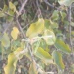 Image result for Erianthemum dregei